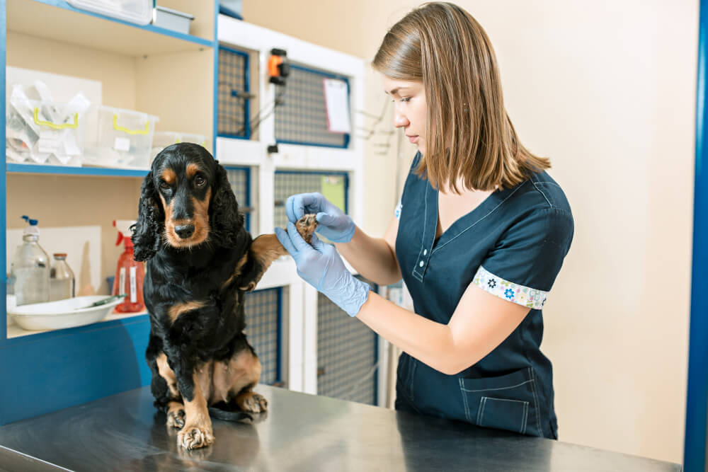 The 14 Best Veterinary Clinics In Ottawa