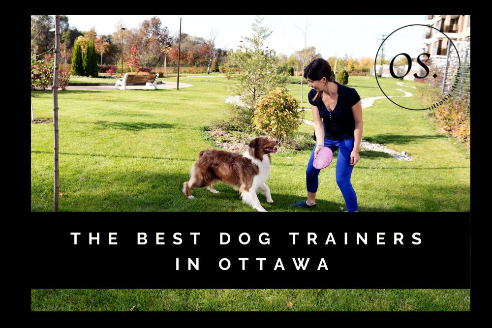 Best Dog Trainers In Ottawa