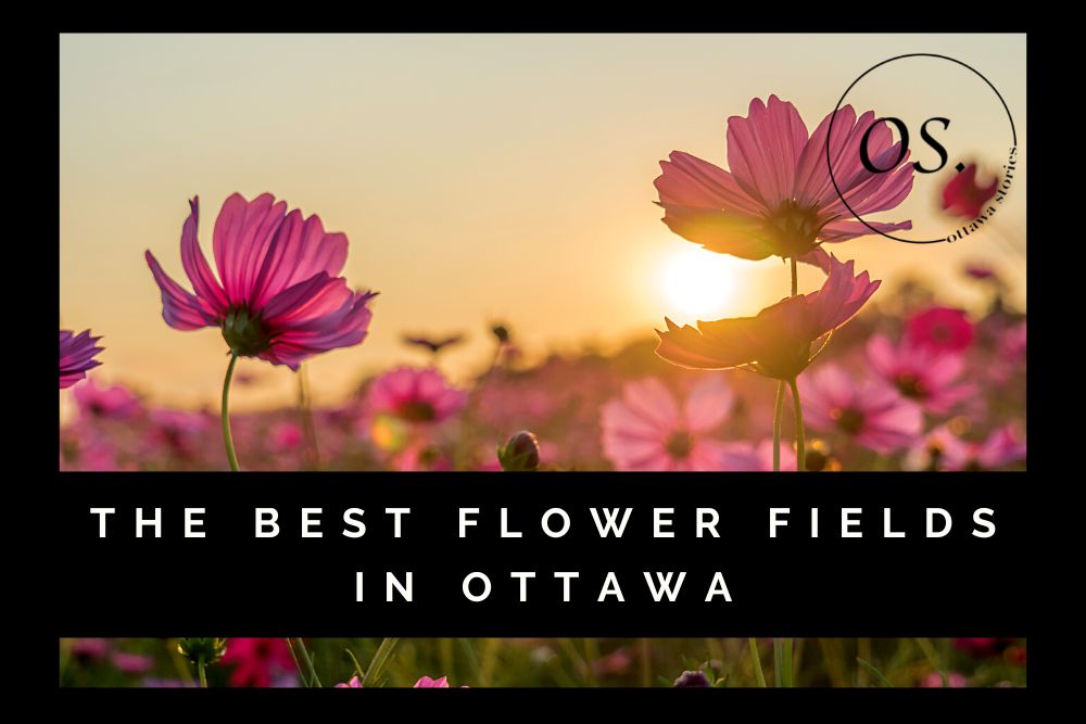 Best Flower Fields in and Around Ottawa