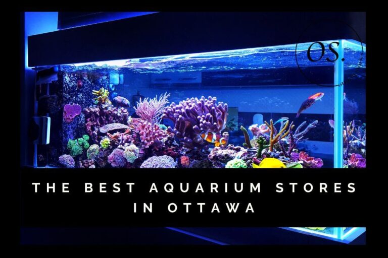 The 6 Best Aquarium Stores in Ottawa [2023]